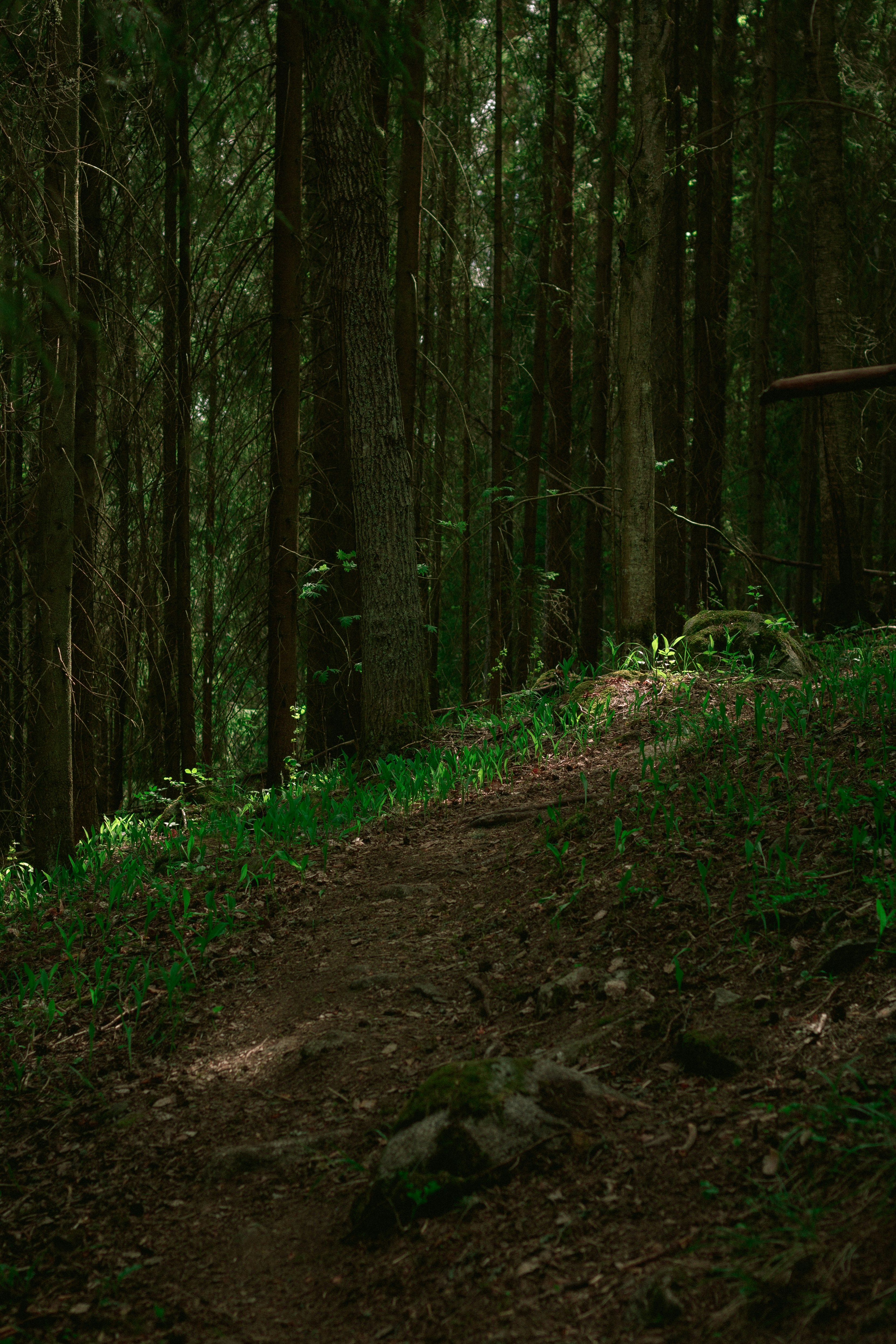 Forest trail path, ilustrasi artikel Conquer Any Trail: Your Ultimate Guide to Choosing the Right Footwear for Every Terrain 5