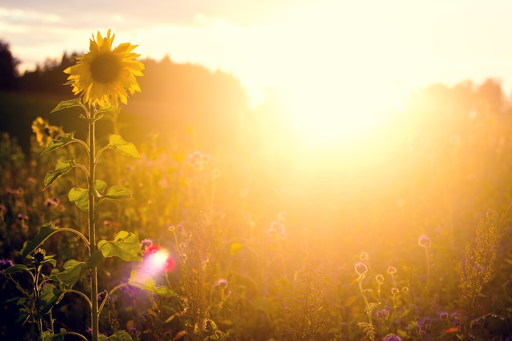 yellow flower field during sunset