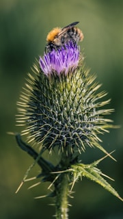 purple flower in tilt shift lens
