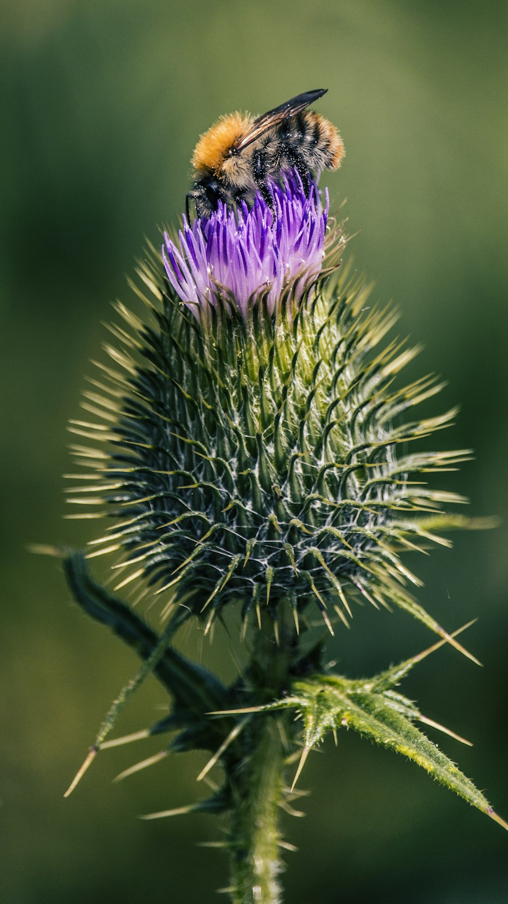 purple flower in tilt shift lens