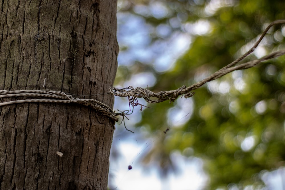 brown and white rope on brown tree trunk during daytime