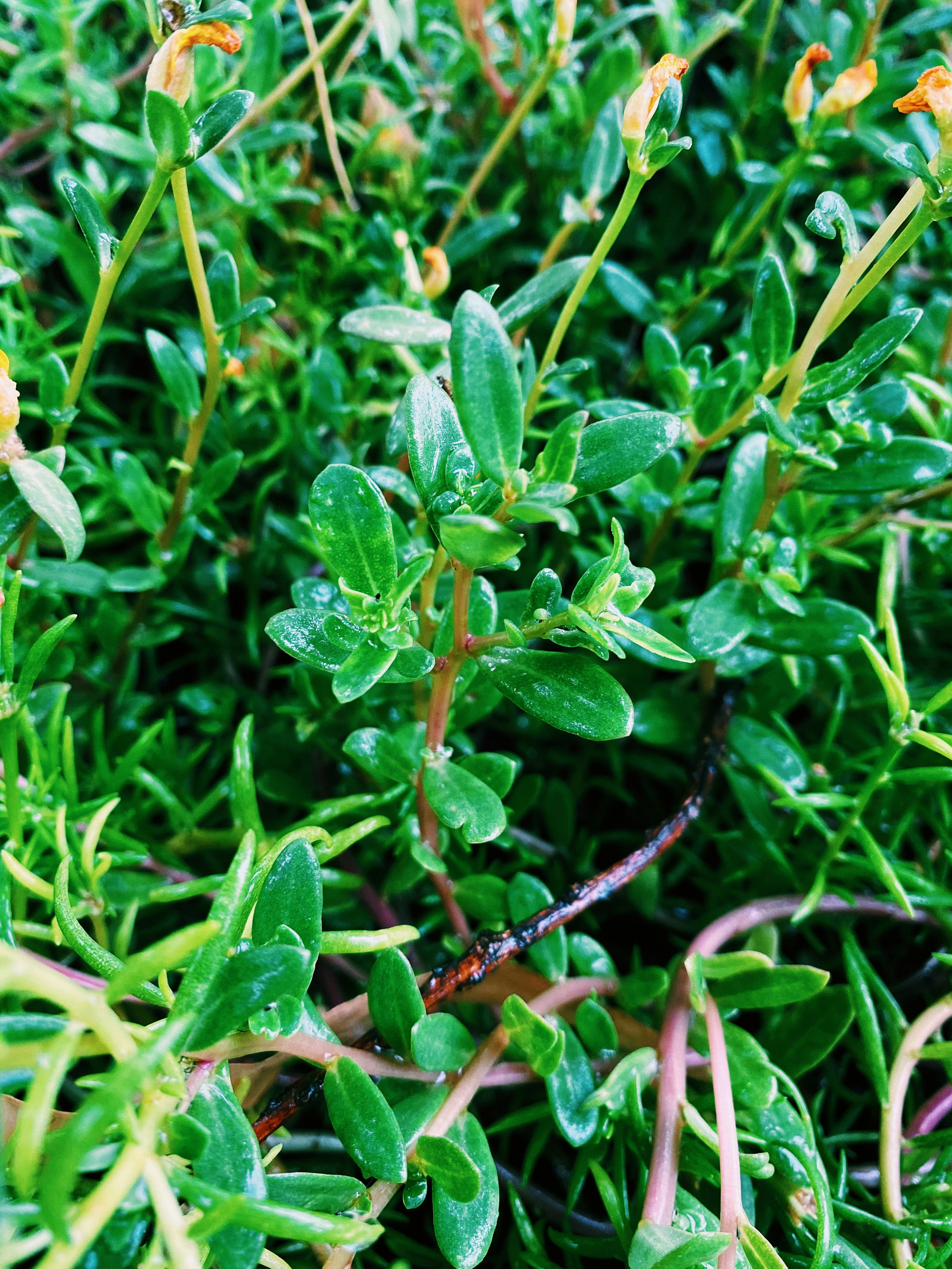 Photo by pineapplexpizza