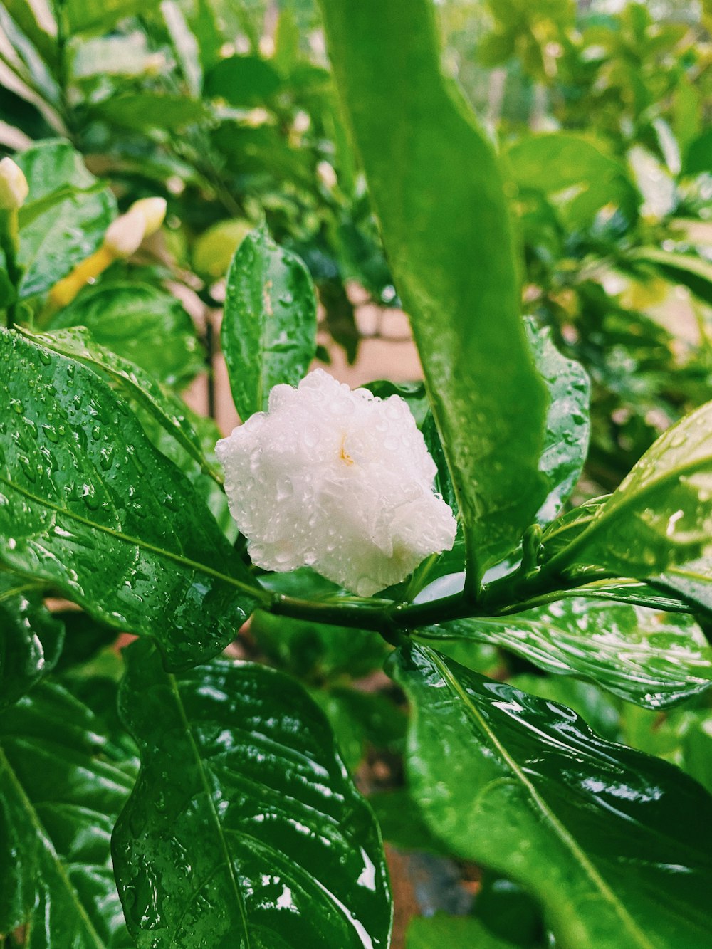 fleur blanche aux feuilles vertes photo – Photo Végétation Gratuite sur  Unsplash