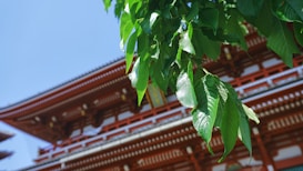 Lush green leaves are prominently featured, with a traditional Japanese temple structure visible in the background. The focus is on the vibrant leaves, while the temple, with its red and white ornate details, is slightly out of focus.