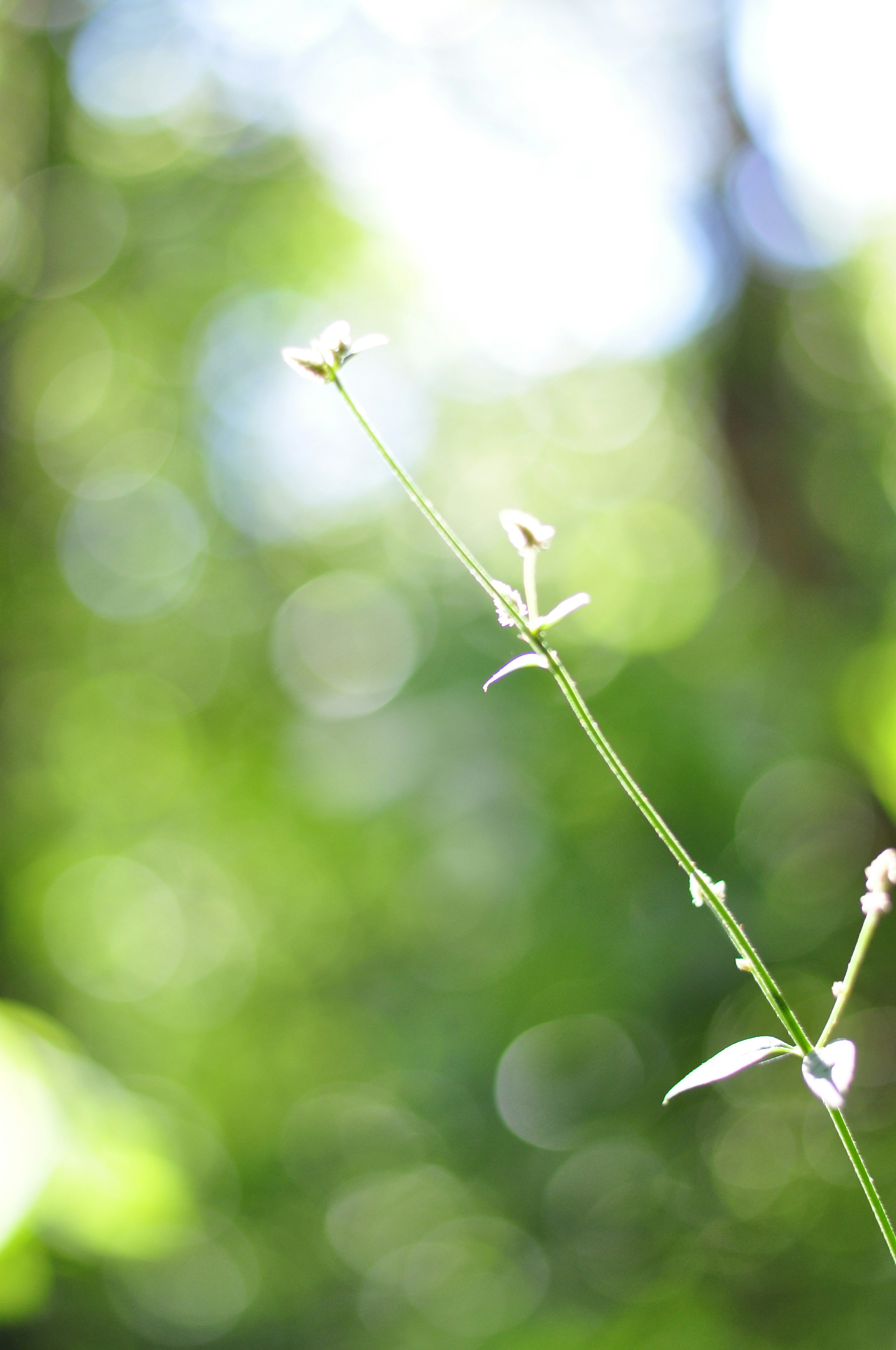 Photo by idonothingbutlove