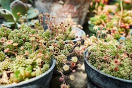 Several potted succulent plants with intricate clusters of small, round leaves and delicate stems topped with tiny buds are arranged closely together. The plants are in an outdoor setting, receiving natural light that enhances their vibrant green and reddish hues.
