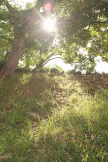 Sunlight filtering through trees onto the apiary landscape.