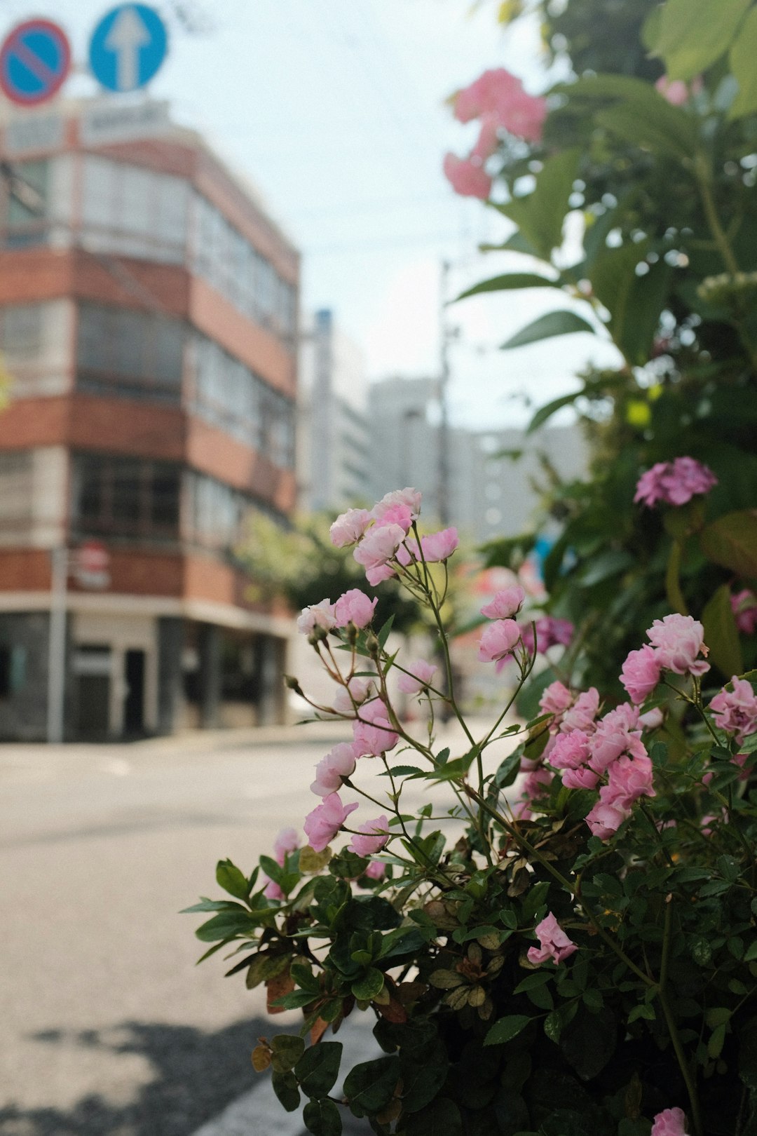 purple flowers on gray concrete floor