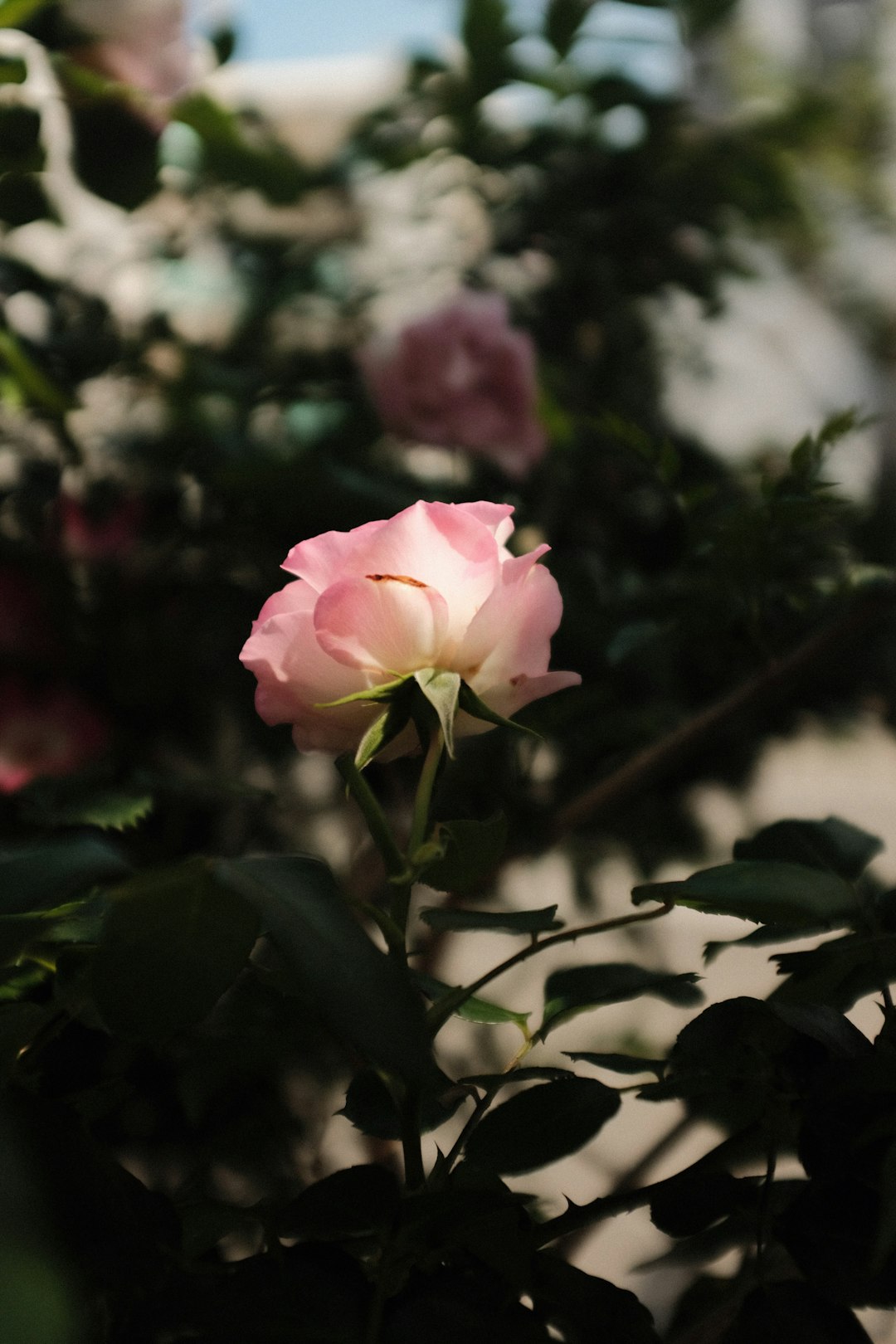 pink rose in bloom during daytime