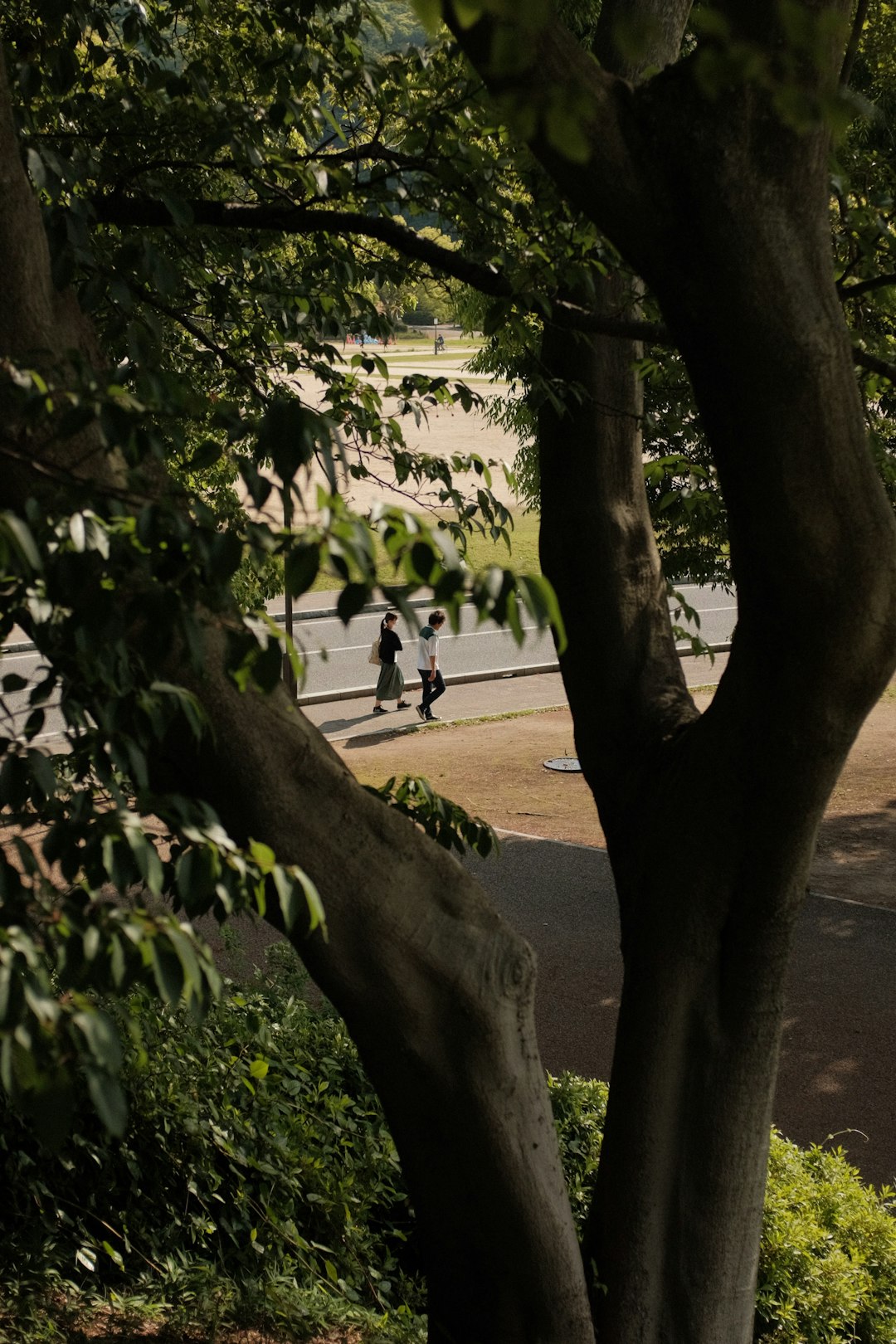 people walking on sidewalk near trees during daytime