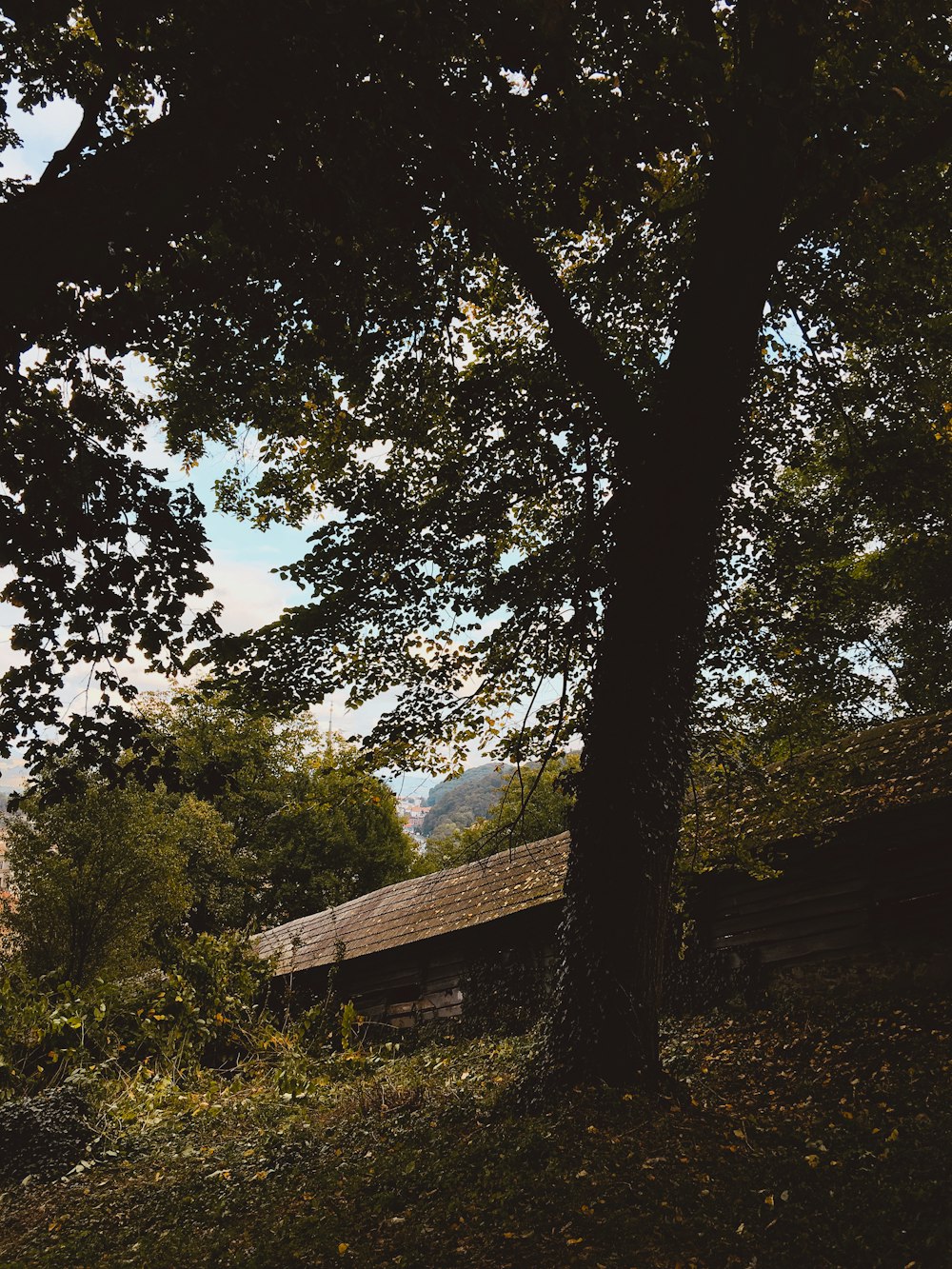 brown wooden house near green trees during daytime