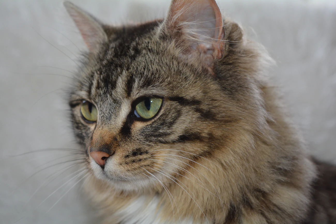 戸建ての室内で過ごす猫