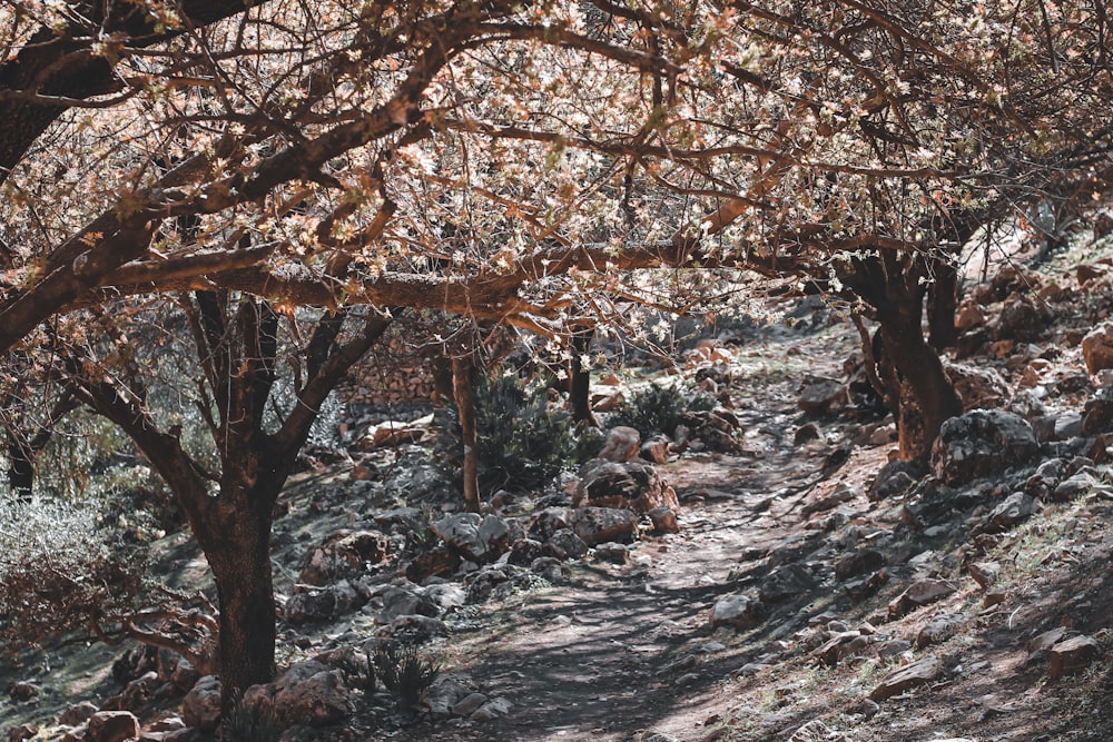 brown trees on rocky ground during daytime