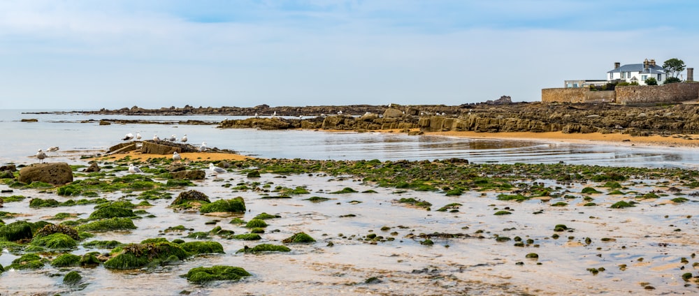 praia de areia branca durante o dia