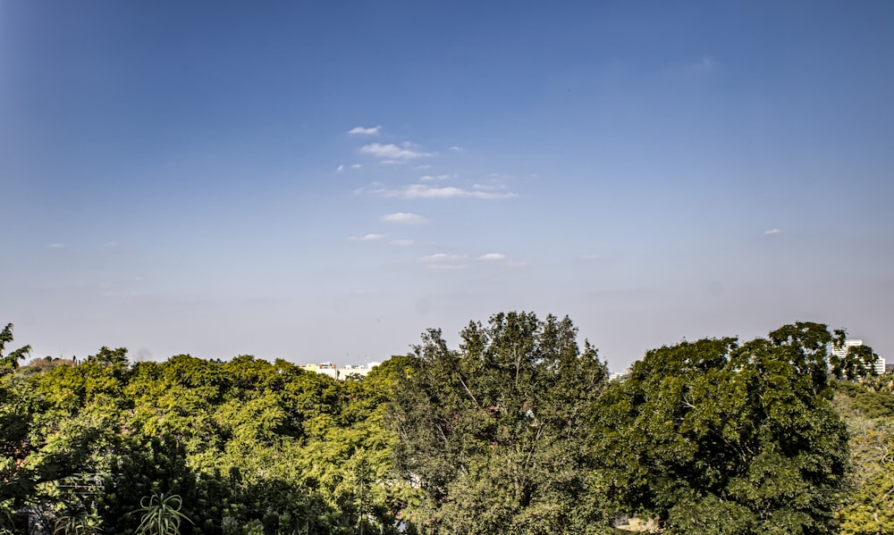 green trees under blue sky during daytime