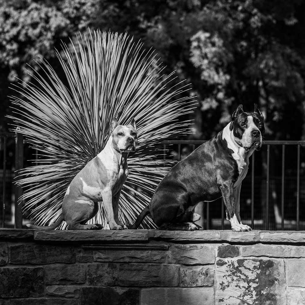 grayscale photography of short coated dog on wooden bench