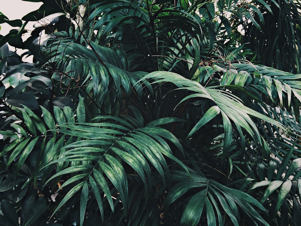 green palm tree during daytime