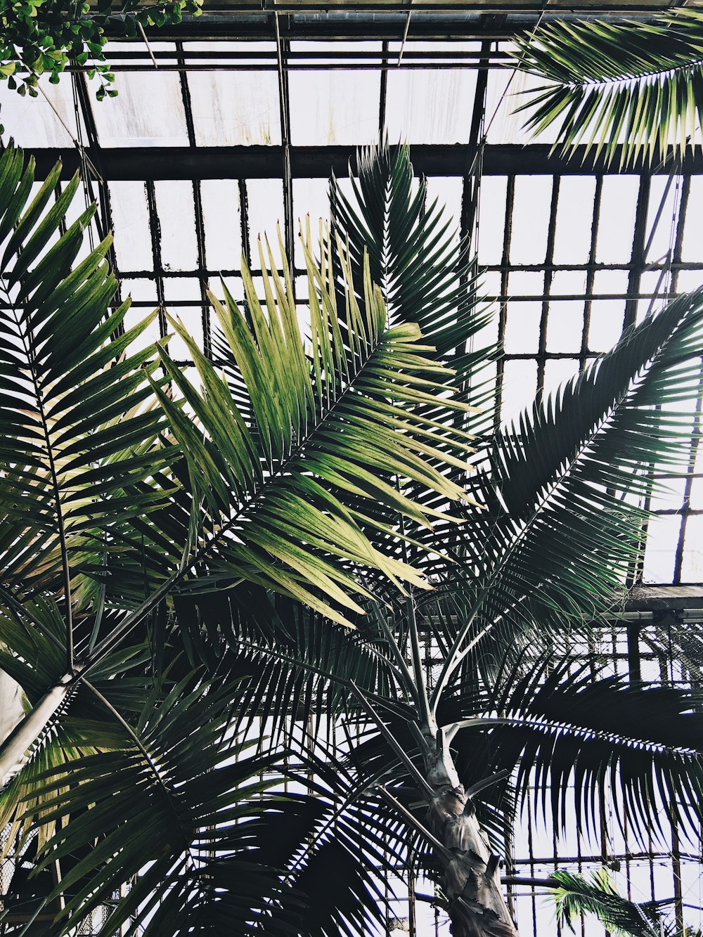 green palm plant near window