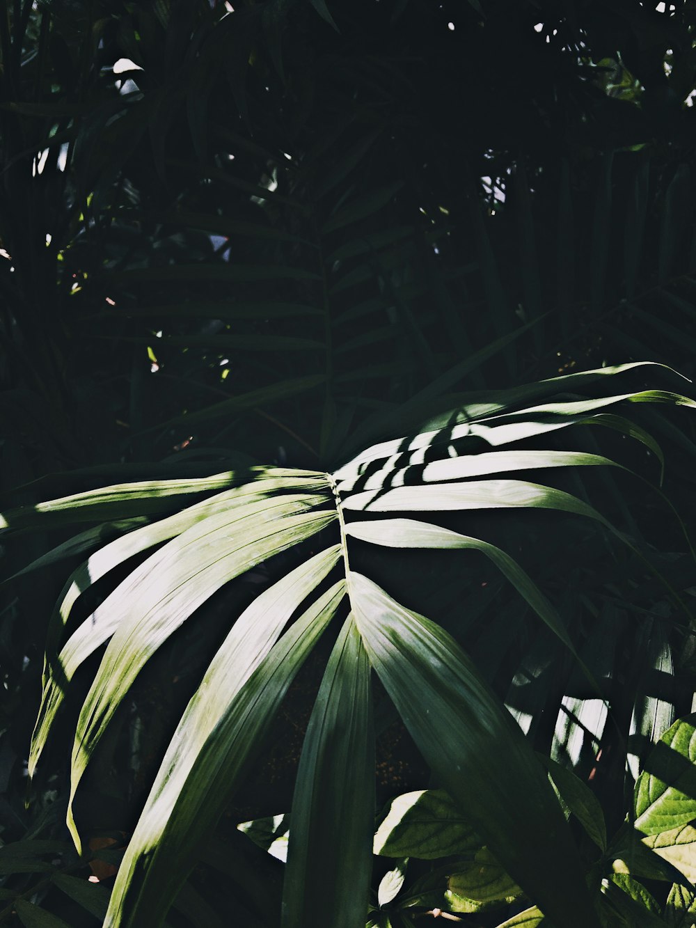 green leaf plant during daytime