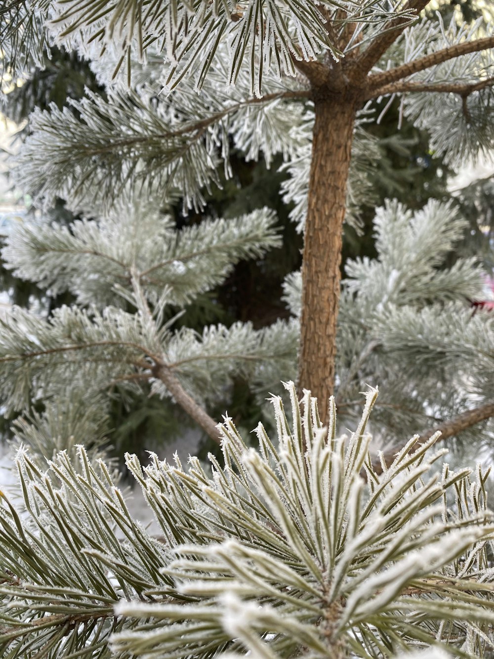 green pine tree covered with snow