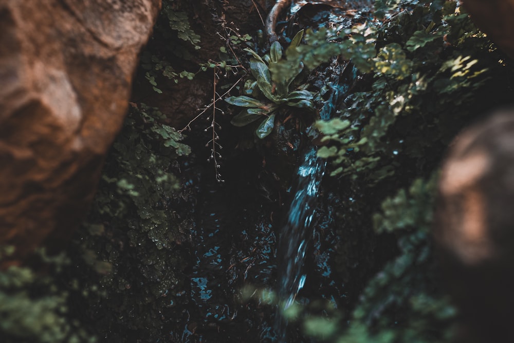 water falling from brown tree