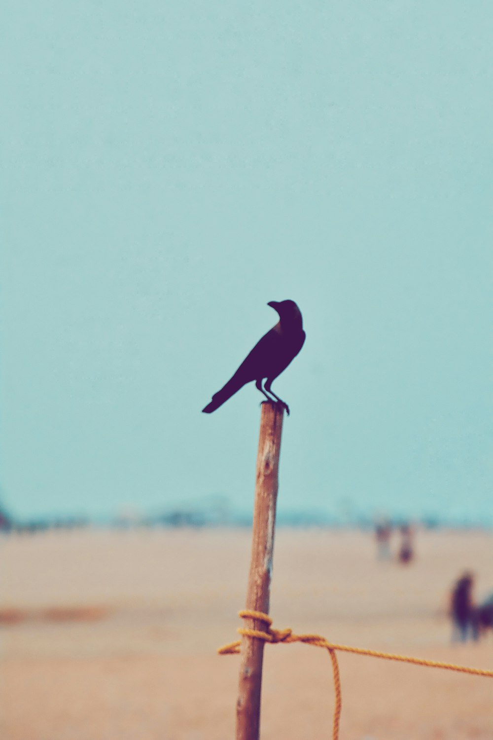 blue bird on brown wooden stick during daytime