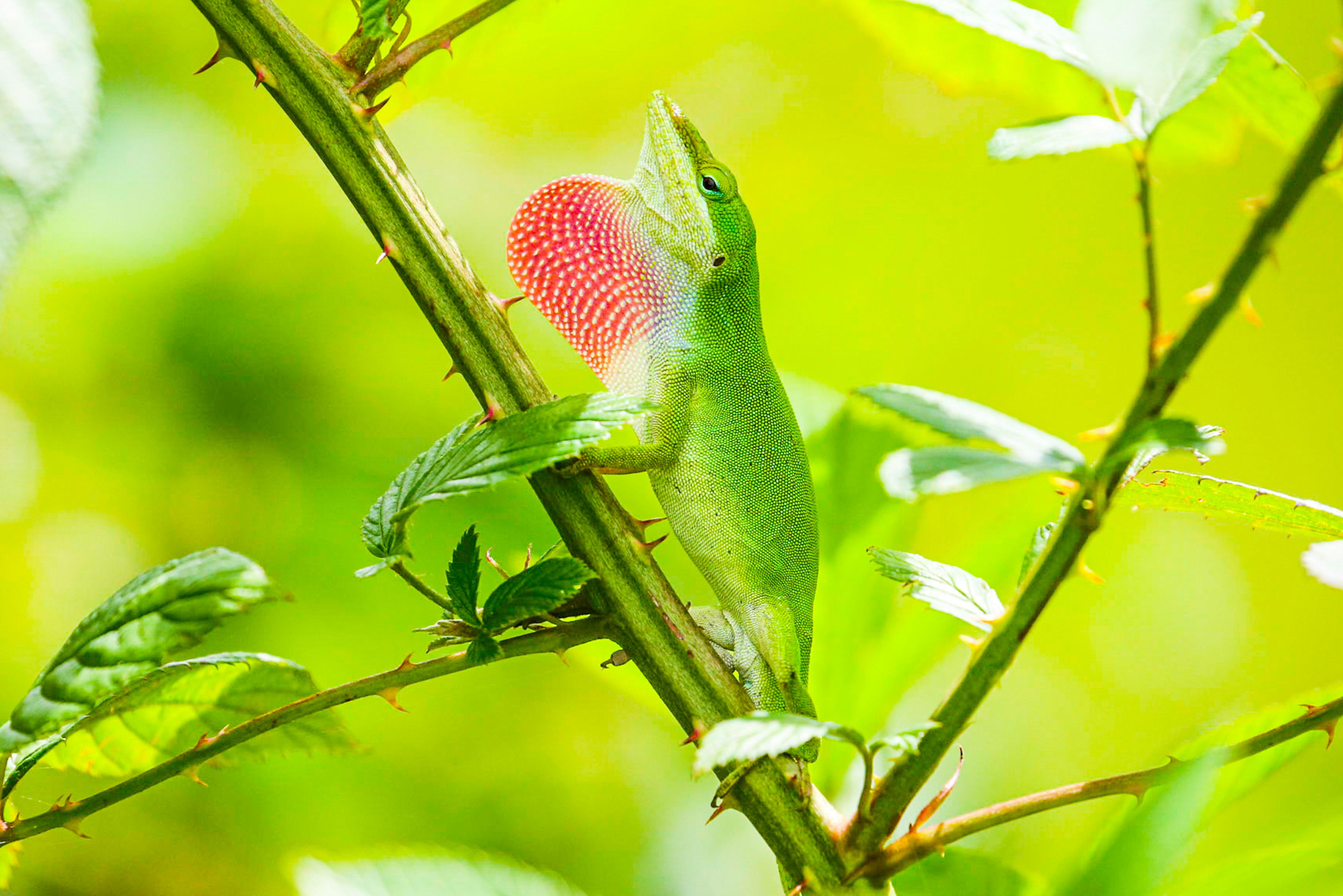 green and red lizard on green leaf