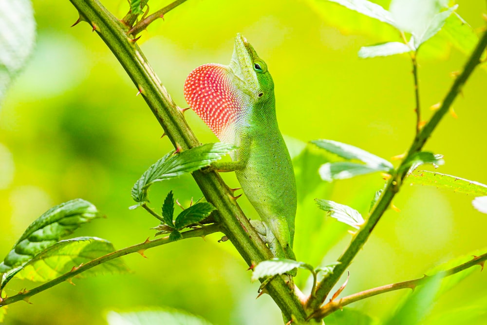 green and red lizard on green leaf
