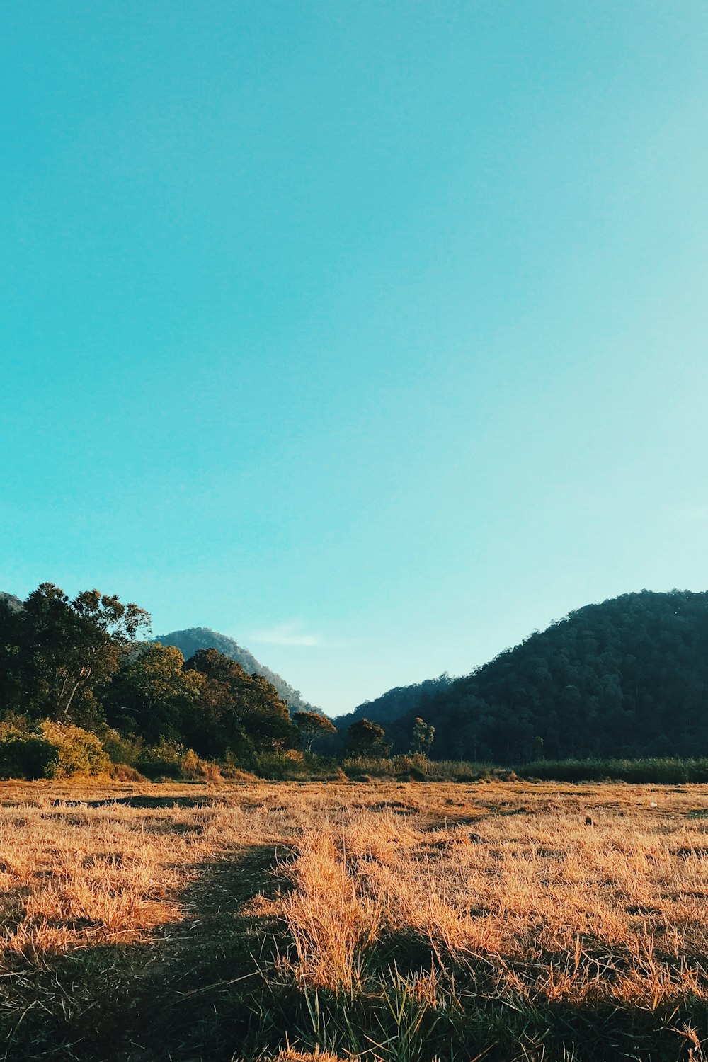 green trees on brown field under blue sky during daytime