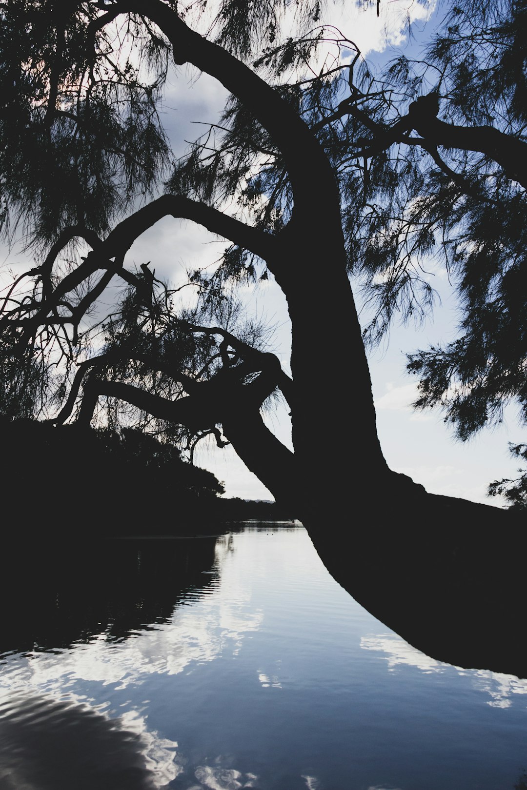 silhouette of tree near body of water during daytime