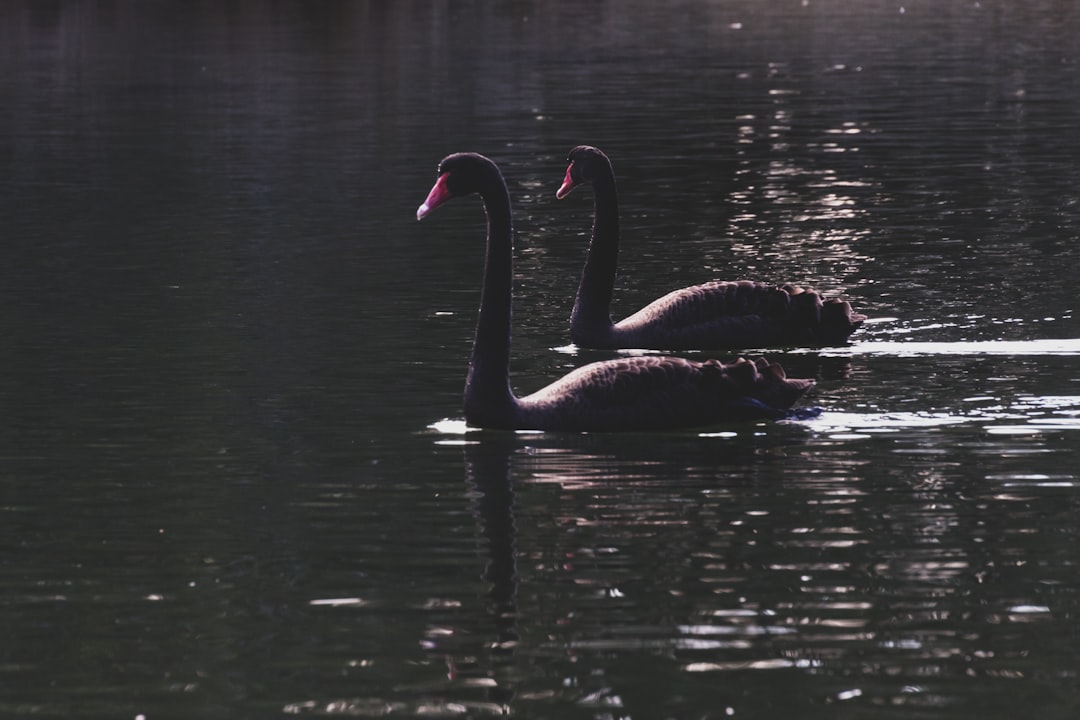 2 swan on water during daytime