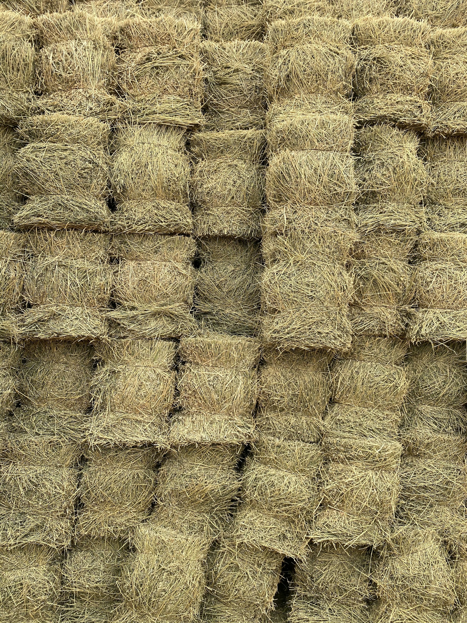 brown wheat field during daytime
