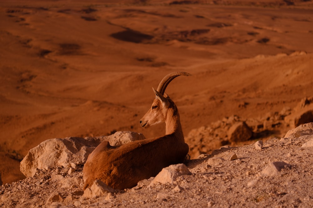 brown ram on brown rock