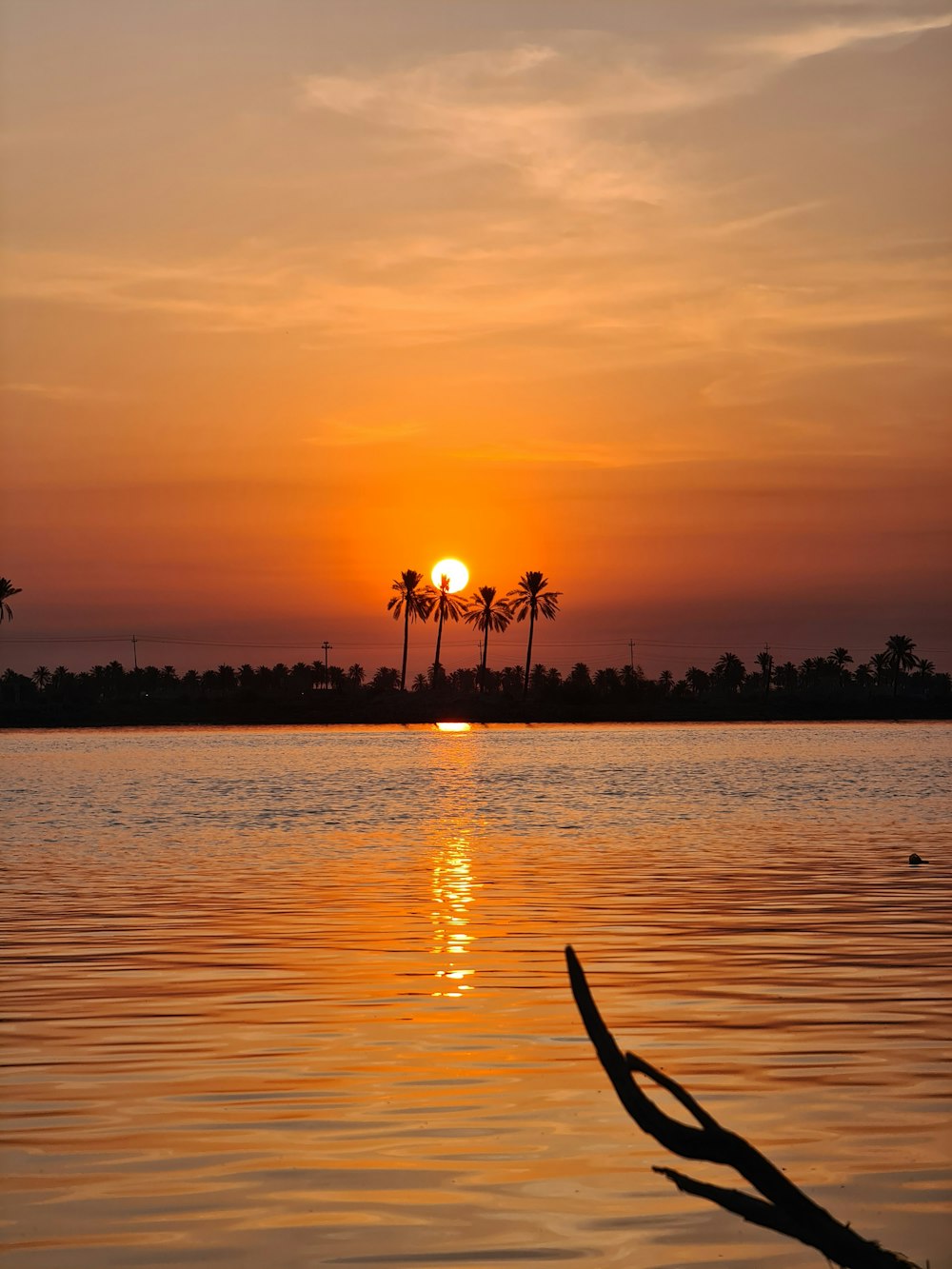 silhouette of trees near body of water during sunset