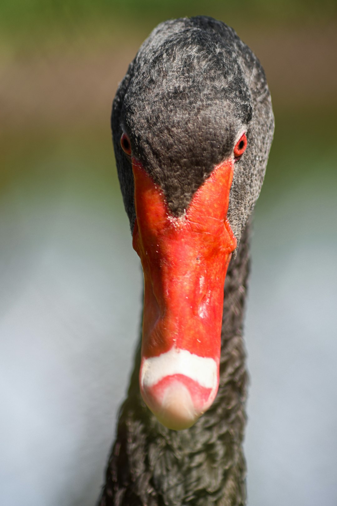 black and red duck in water