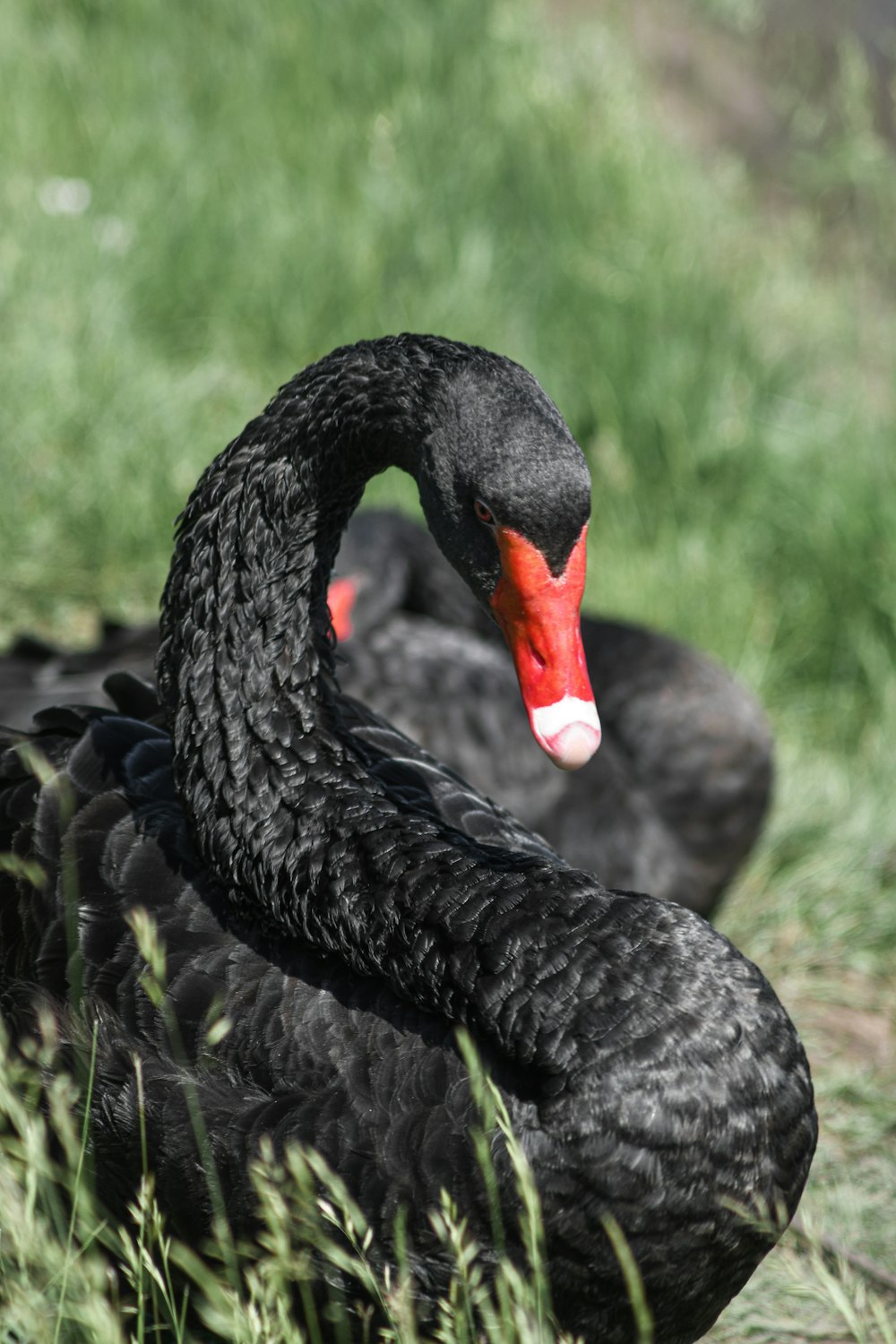 Schwarze Ente auf grünem Gras tagsüber