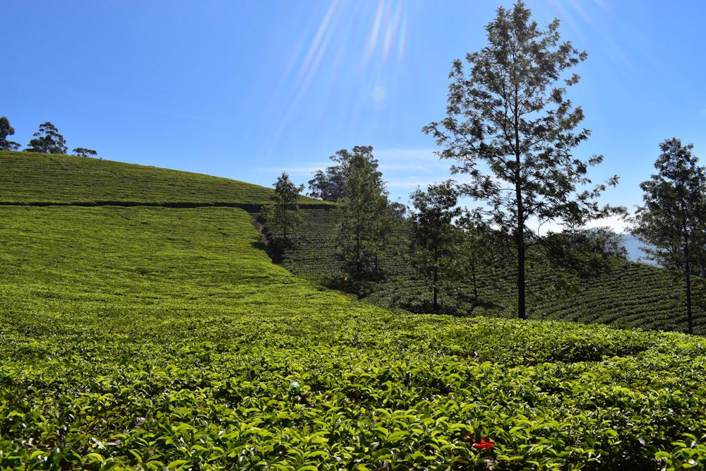 green grass field with trees under blue sky during daytime