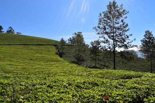 green grass field with trees under blue sky during daytime in Munnar India