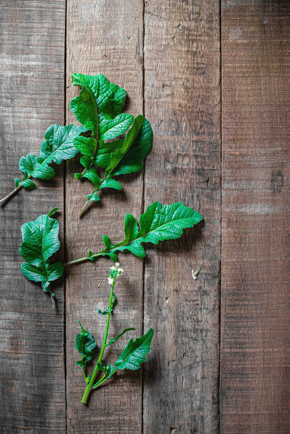 green leaves on brown wooden surface