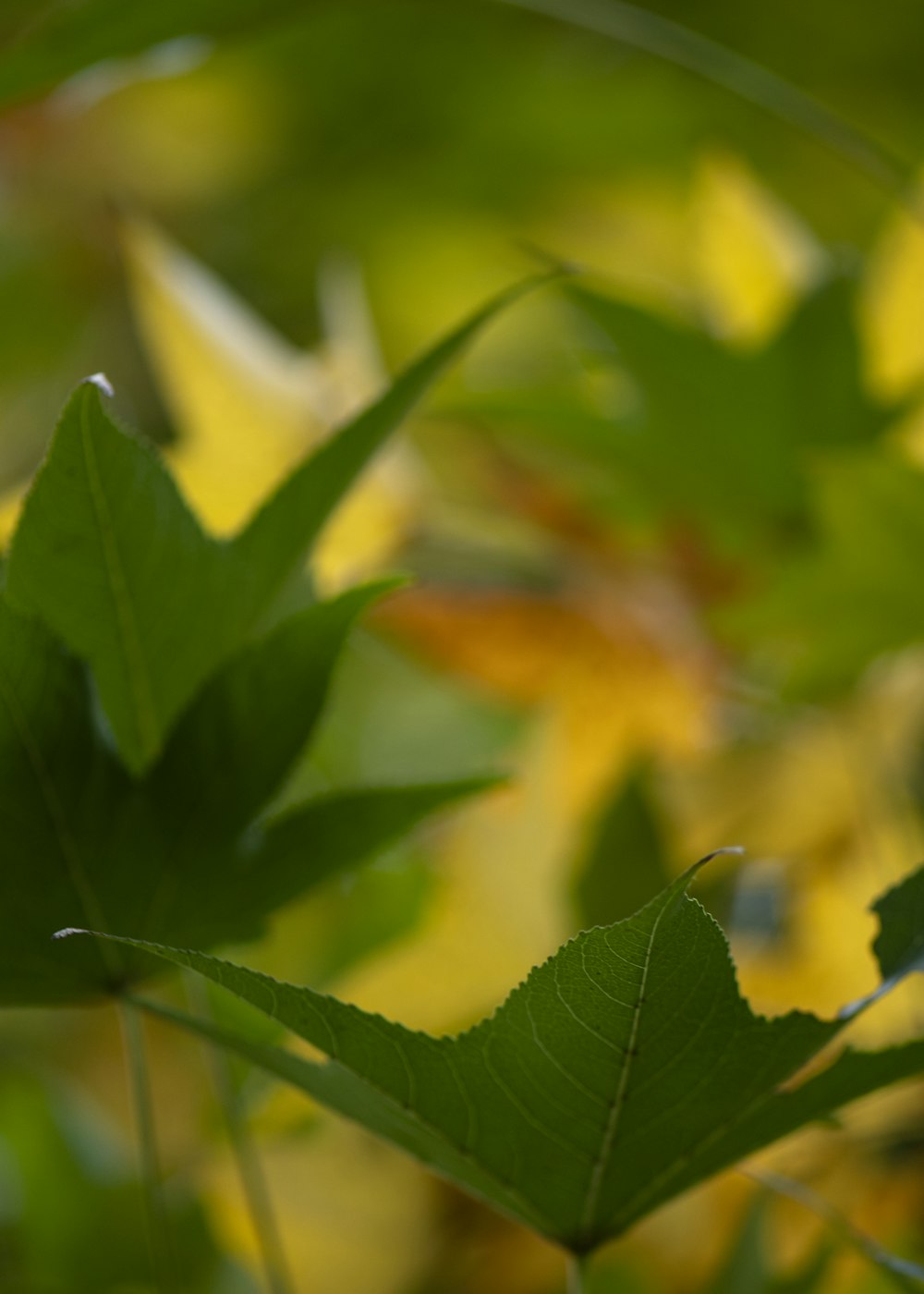 a close up of a leaf on a tree