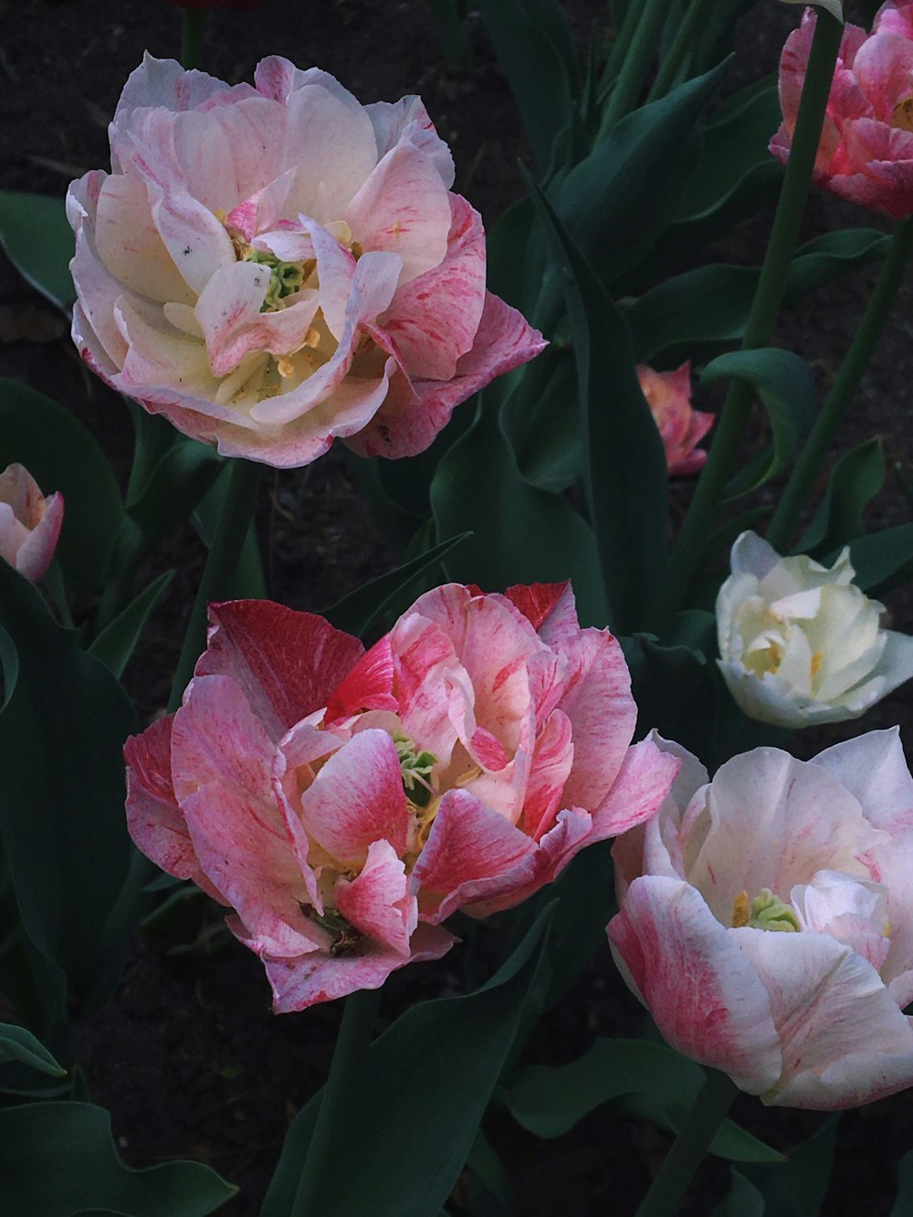 pink and white flowers with green leaves