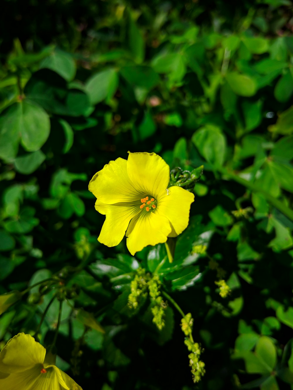 yellow flower in tilt shift lens