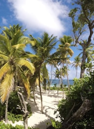 green palm trees on white sand beach during daytime