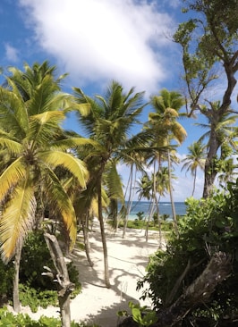 green palm trees on white sand beach during daytime
