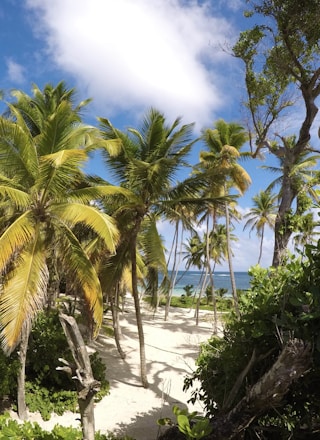 green palm trees on white sand beach during daytime