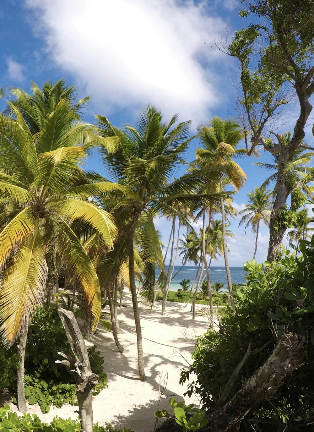 palmeiras verdes na praia de areia branca durante o dia