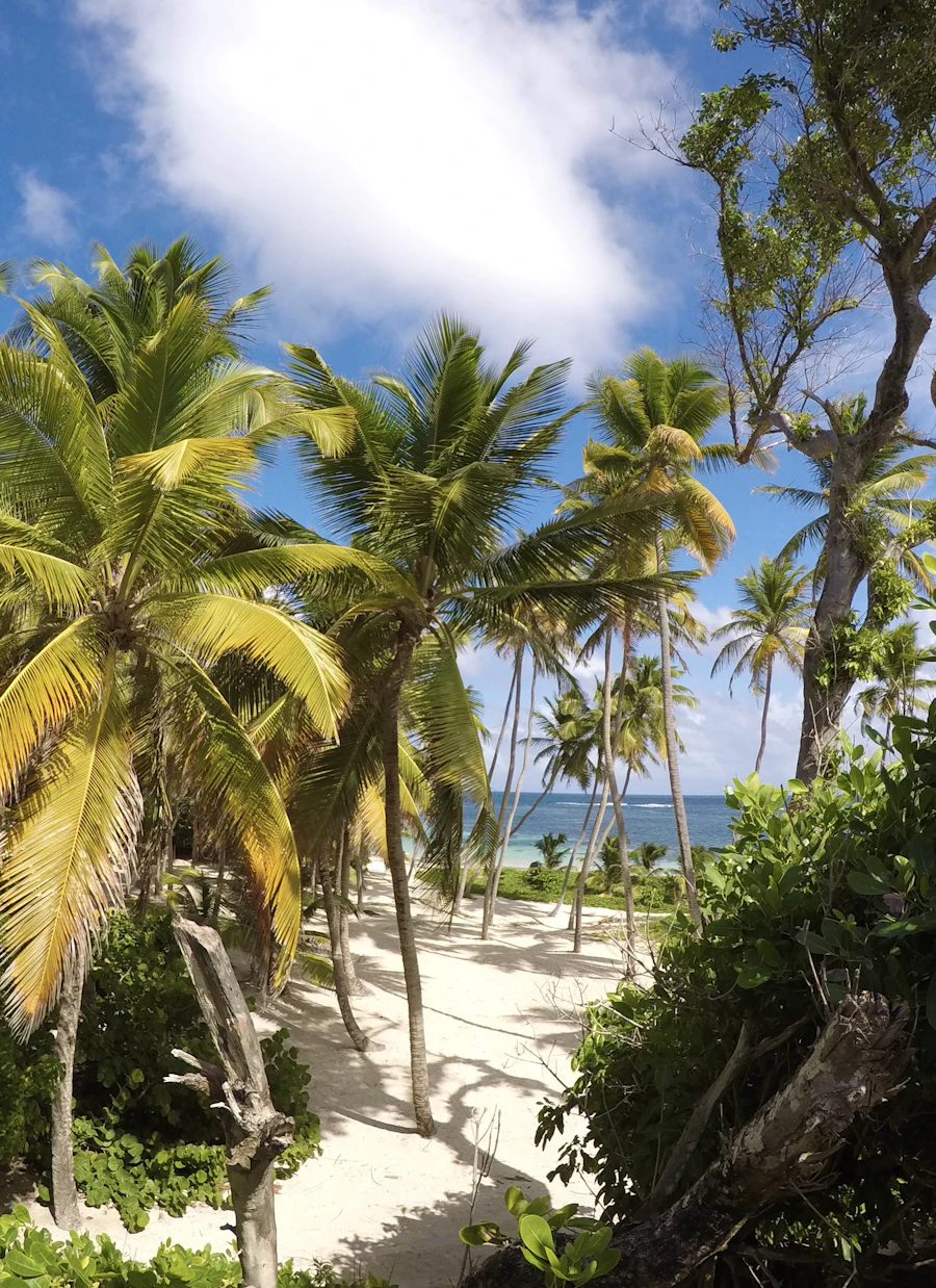 une plage bordée de palmiers en Guadeloupe