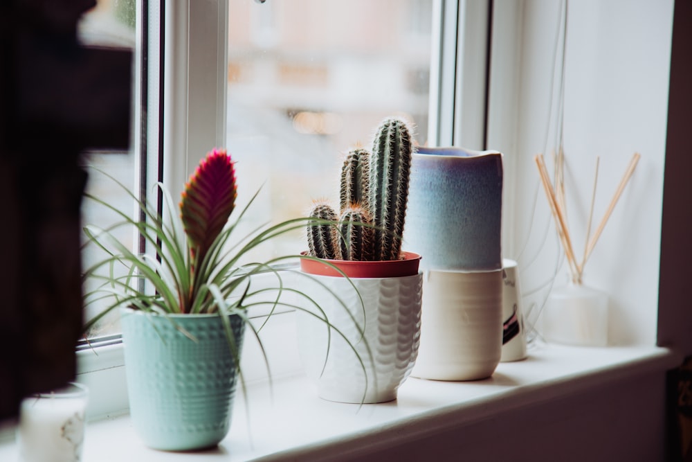 green cactus in white ceramic pot