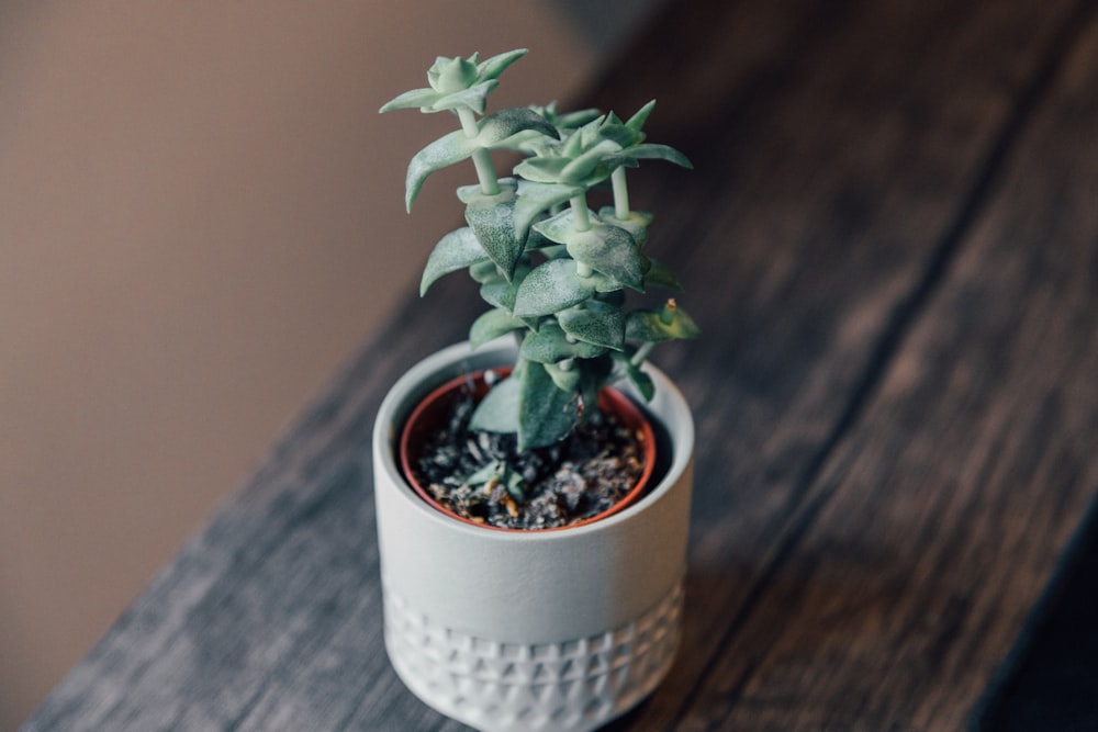 green plant in white ceramic pot