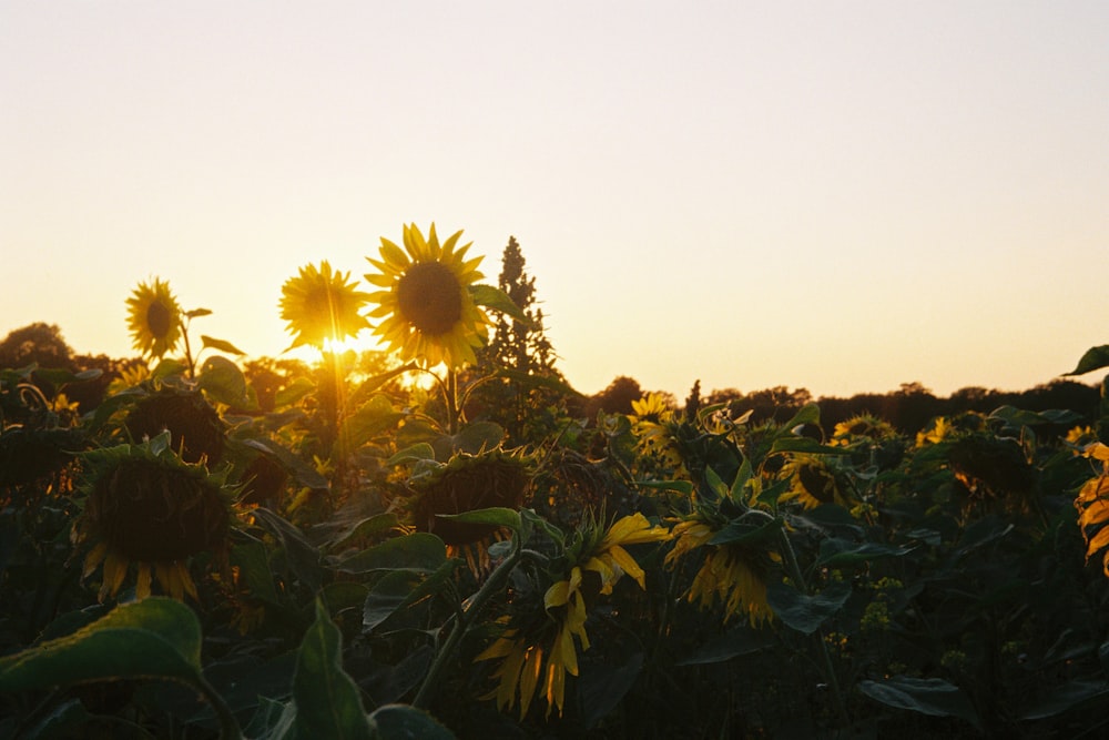 sunflower field under white sky during daytime